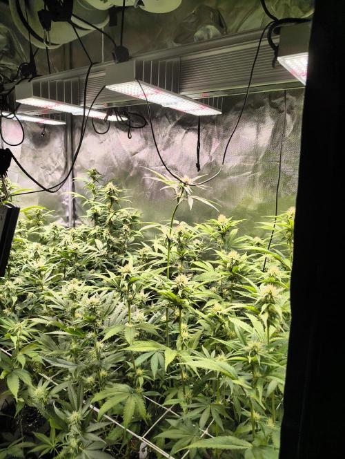 mixed graft winter grow. Week 4