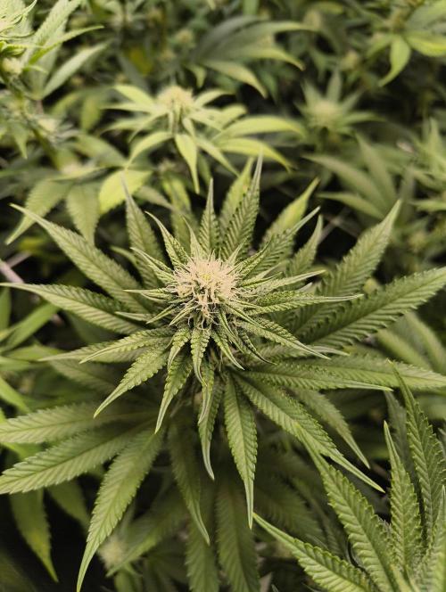 mixed graft winter grow. Week 4