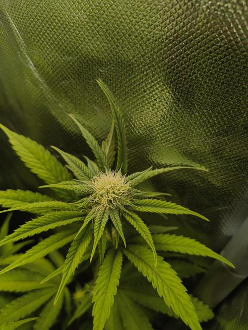 mixed graft winter grow. Week 4