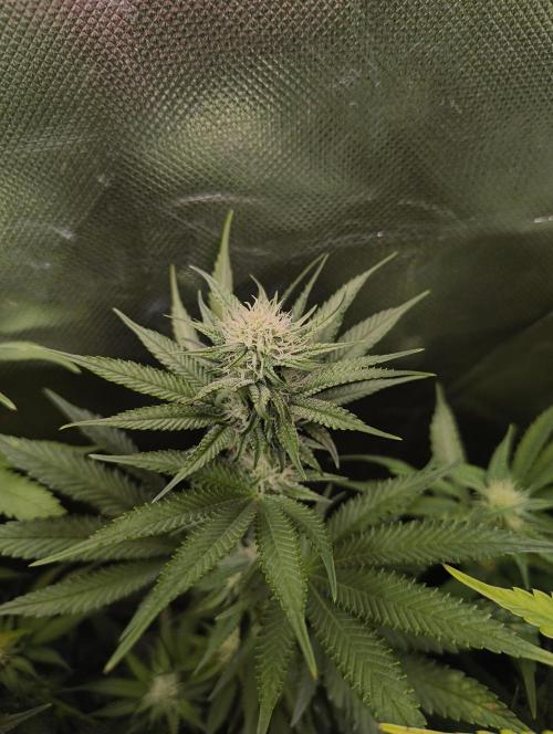 mixed graft winter grow. Week 4