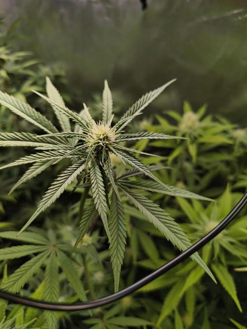 mixed graft winter grow. Week 4