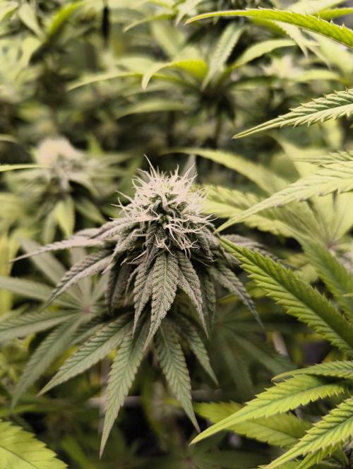 mixed graft winter grow. Week 5 - 455-2