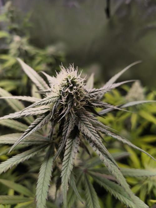 mixed graft winter grow. Week 5 - 468-1