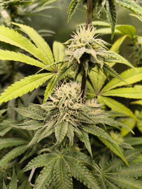 mixed graft winter grow. Week 5 - 474