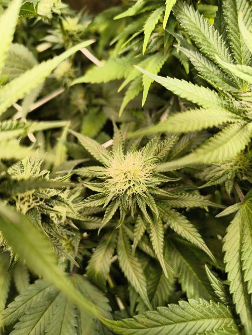 mixed graft winter grow. Week 5 - Eleven Orangez