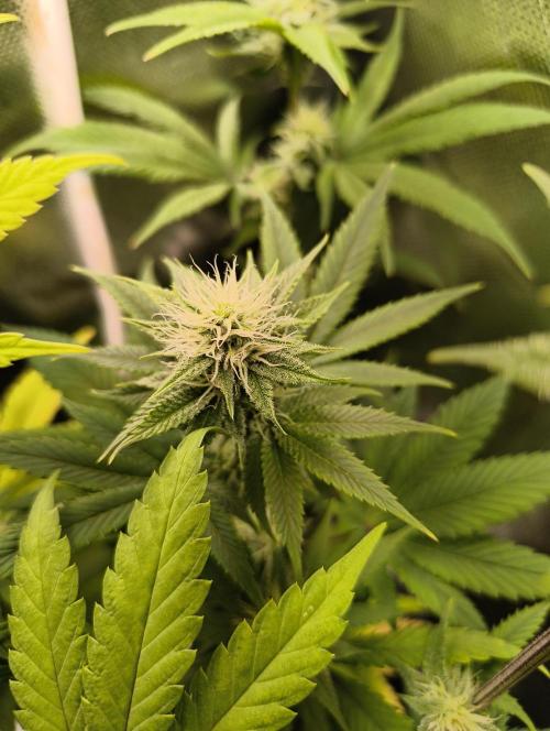 mixed graft winter grow. Week 5 - Papayana Nectar