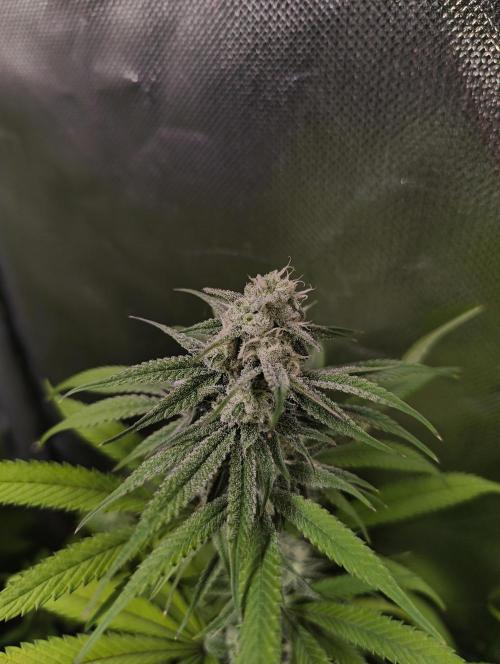 mixed graft winter grow. Week 5 - Black Runtz