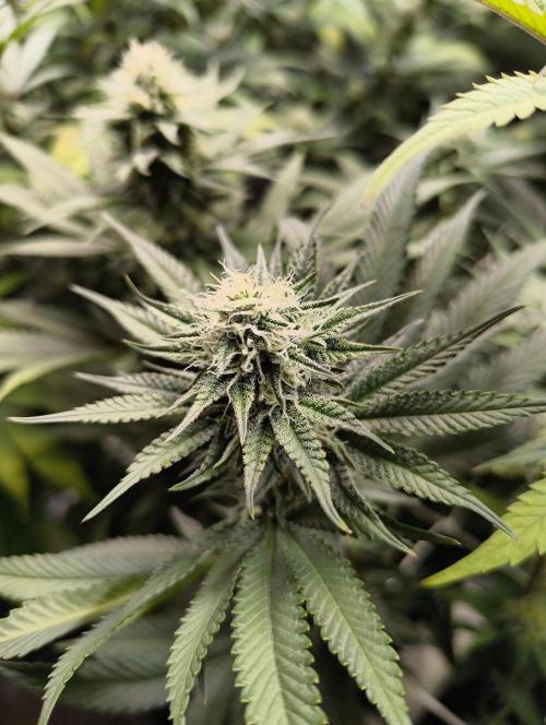 mixed graft winter grow. Week 5 - Studio 54