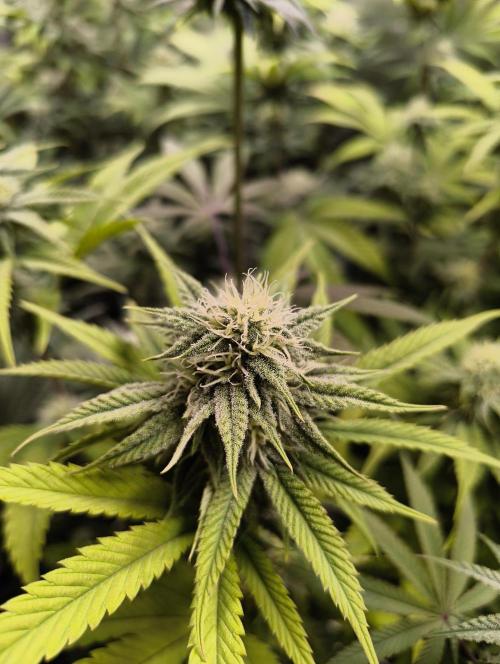 mixed graft winter grow. Week 5 - Strawberry Guava