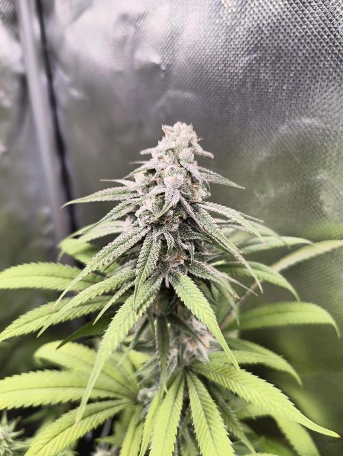 mixed graft winter grow. Week 6