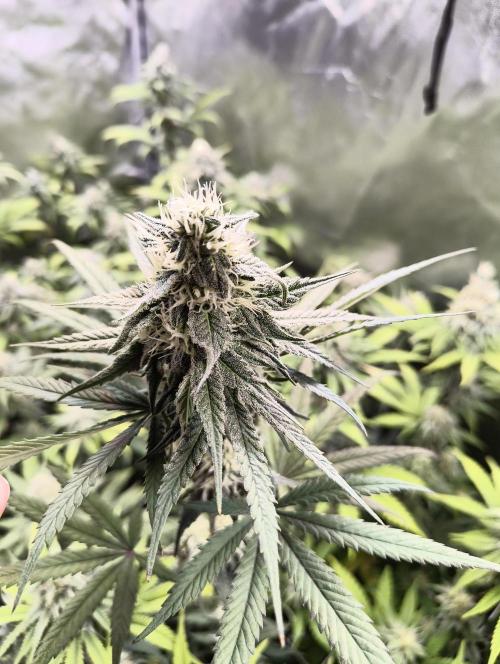 mixed graft winter grow. Week 6