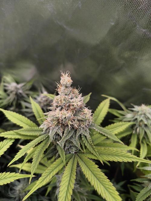 mixed graft winter grow. Week 6