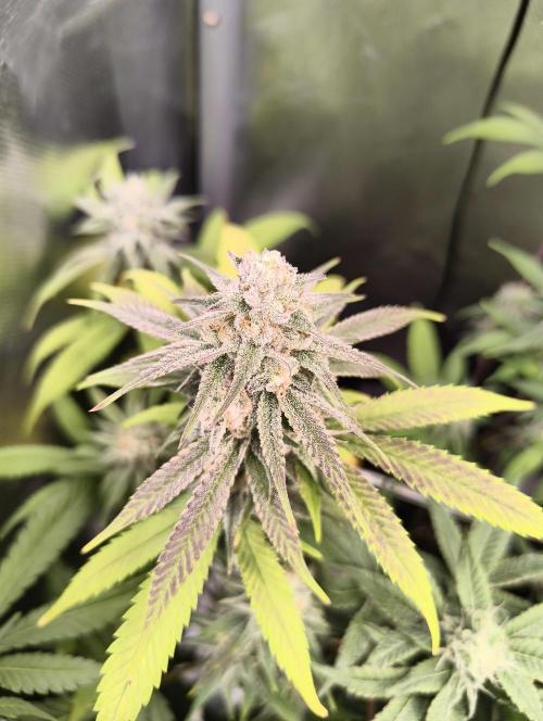 mixed graft winter grow. Week 6