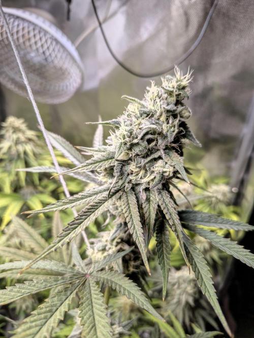 mixed graft winter grow. Week 7 - 468