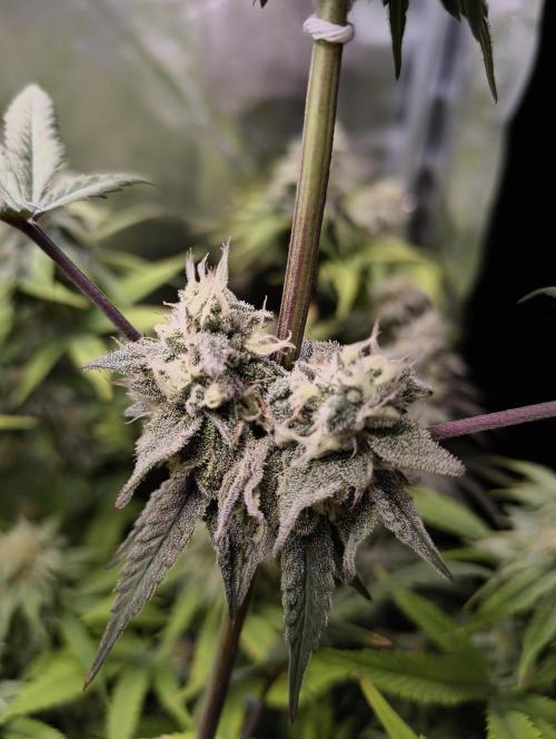 mixed graft winter grow. Week 7 - 468