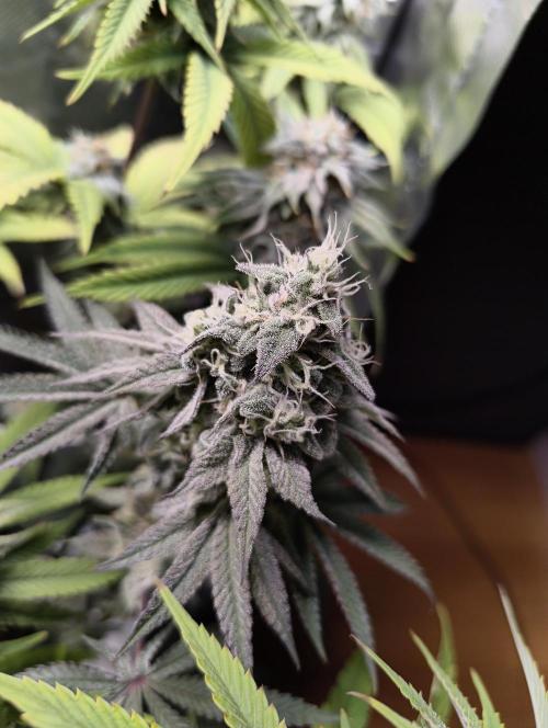 mixed graft winter grow. Week 7 - 455