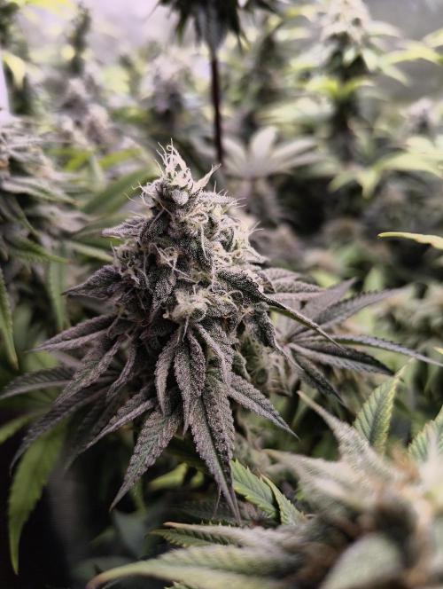 mixed graft winter grow. Week 7 - 455