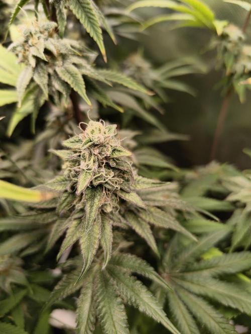 mixed graft winter grow. Week 7 - 474