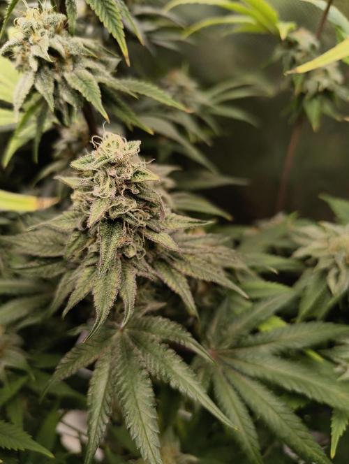 mixed graft winter grow. Week 7 - 474