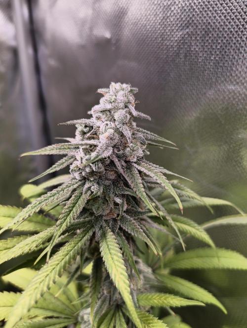 mixed graft winter grow. Week 7 - Black runtz