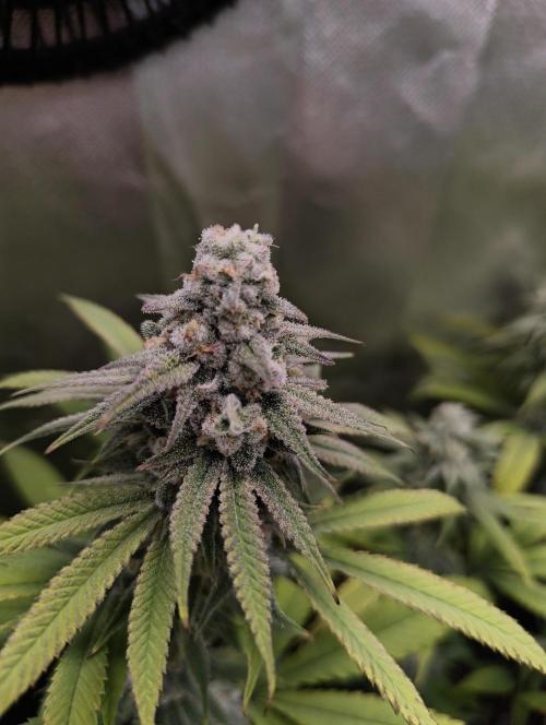 mixed graft winter grow. Week 7 - Black runtz