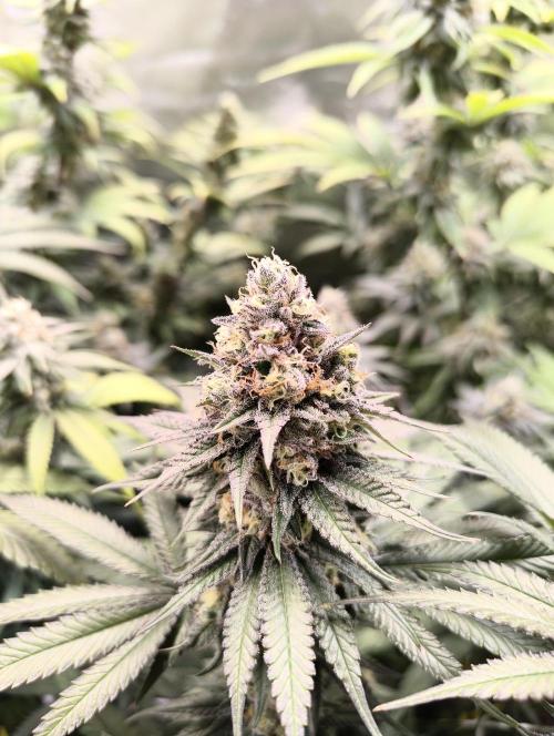 mixed graft winter grow. Week 7 - Studio 54