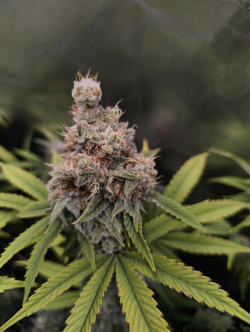 mixed graft winter grow. Week 7 - Strawberry guava