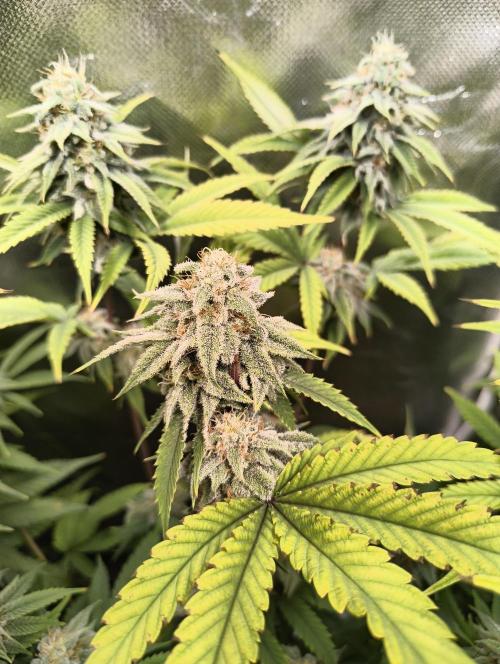 mixed graft winter grow. Week 7 - Strawberry guava