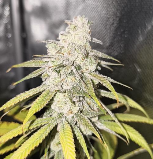 mixed graft winter grow. Week 8 - Black runtz