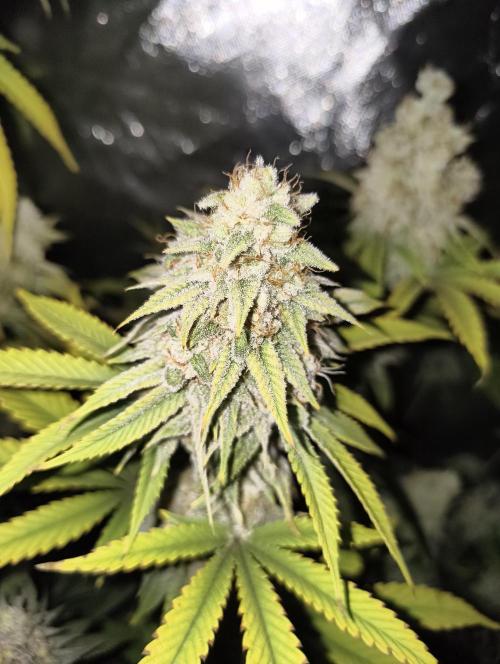 mixed graft winter grow. Week 8 - Strawberry Guava 