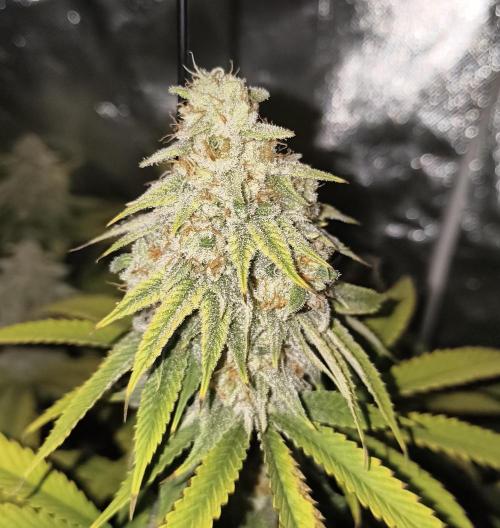 mixed graft winter grow. Week 8 - Strawberry Guava 