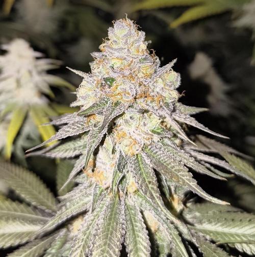 mixed graft winter grow. Week 8 - Studio 54