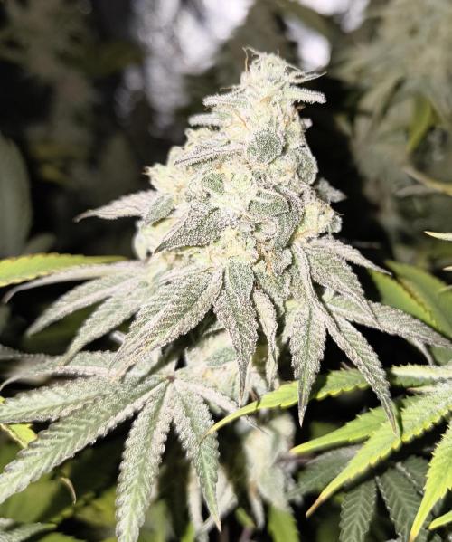 mixed graft winter grow. Week 8 - 455-2