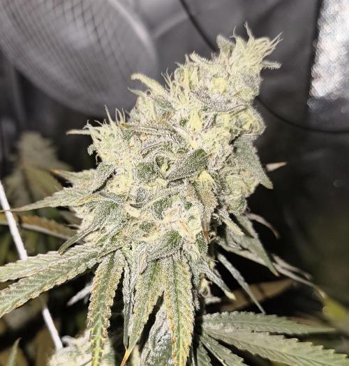 mixed graft winter grow. Week 8 - 468