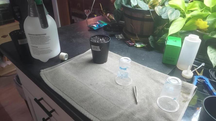 Scotty420 1st photo grow