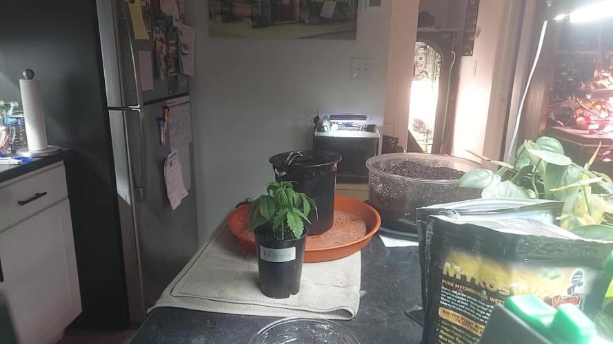 Scotty420 1st photo grow