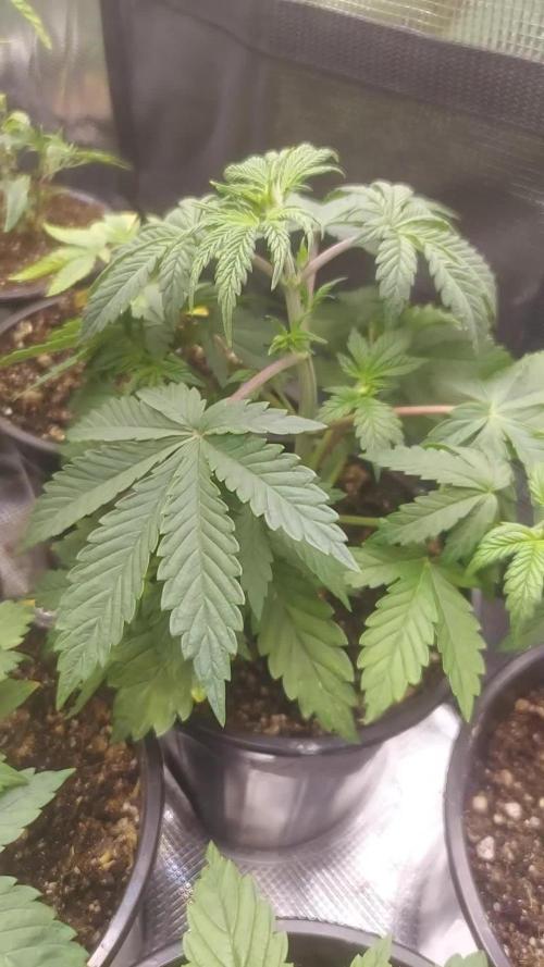 Scotty420 1st photo grow