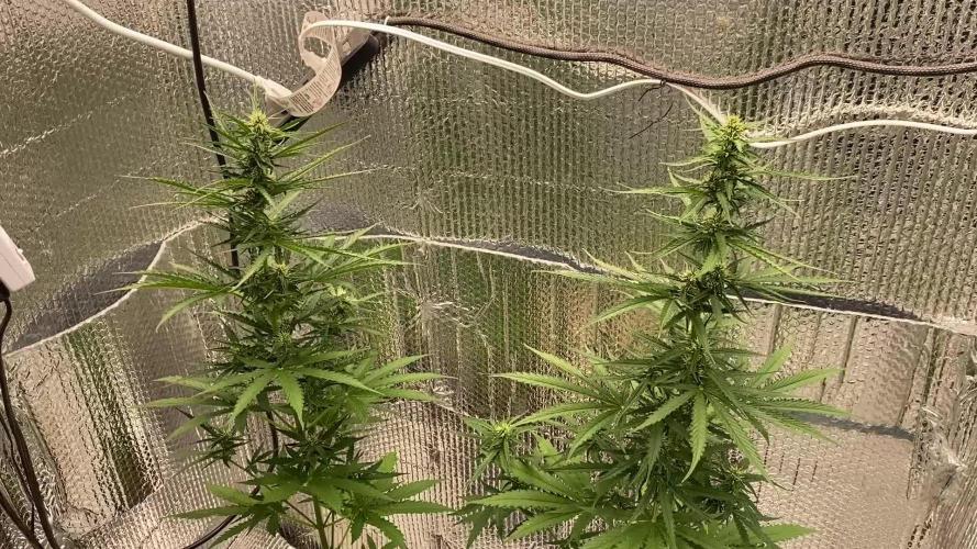 Rqs northern lights autoflower