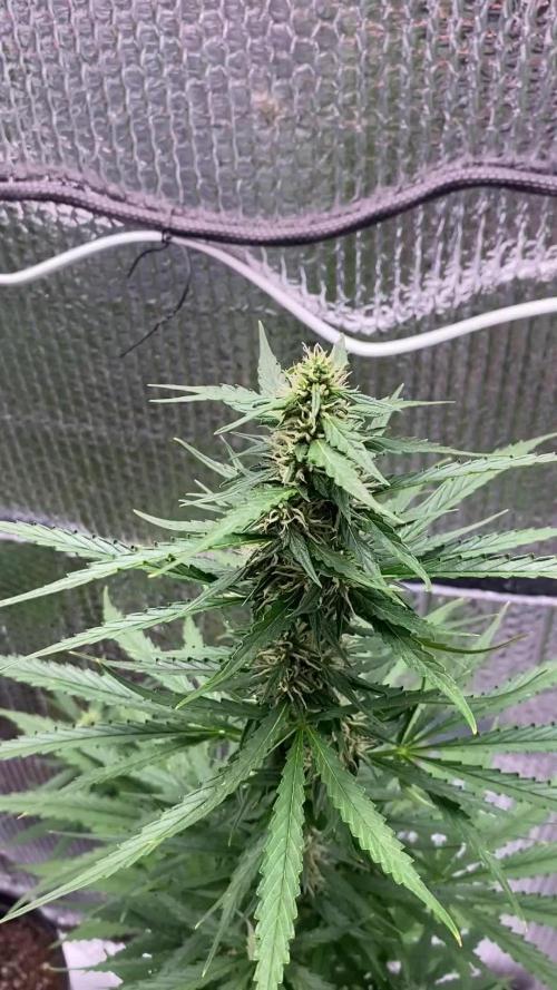 Rqs northern lights autoflower