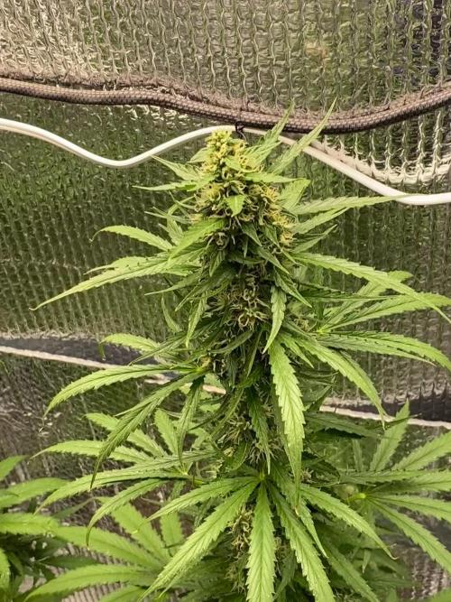 Rqs northern lights autoflower