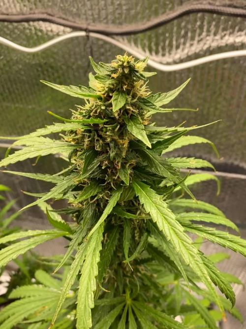 Rqs northern lights autoflower