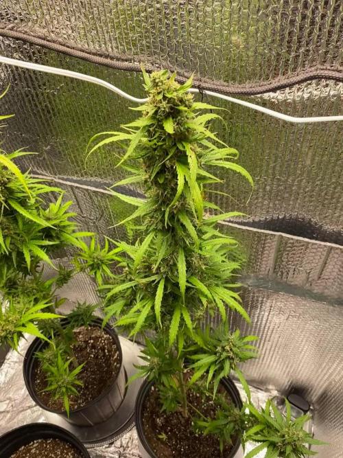 Rqs northern lights autoflower