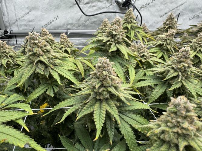 Blueberry Muffin No Till 4x4. Week 18