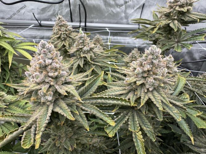 Blueberry Muffin No Till 4x4. Week 18