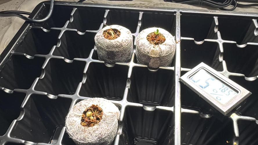 Bad Girl (Twenty20) in Living Soil. Week 1