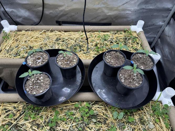 Bad Girl (Twenty20) in Living Soil. Week 1