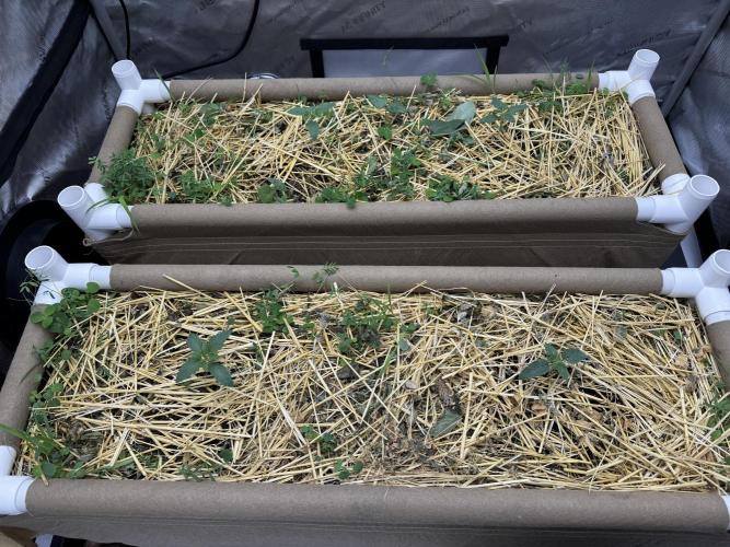 Bad Girl (Twenty20) in Living Soil. Week 1