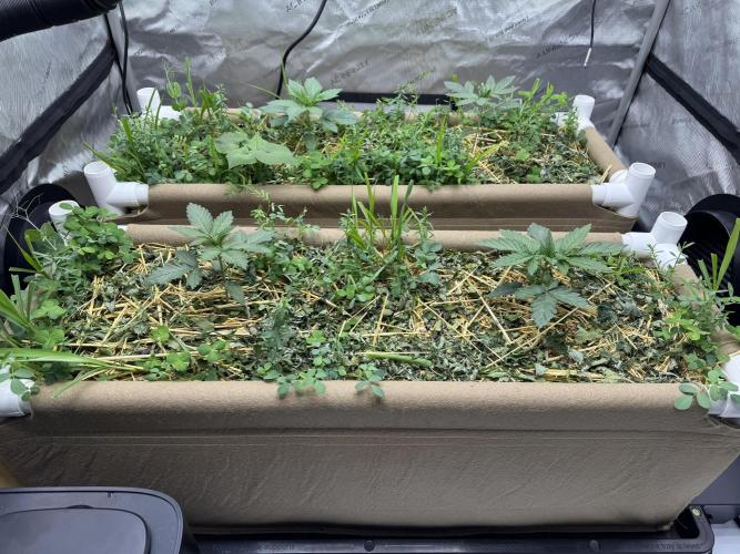 Bad Girl (Twenty20) in Living Soil. Week 2