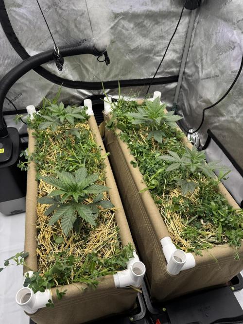 Bad Girl (Twenty20) in Living Soil. Week 3