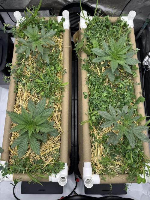 Bad Girl (Twenty20) in Living Soil. Week 3